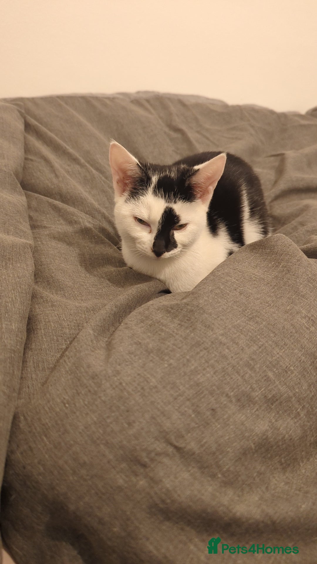 British Shorthair cats for sale: Black and white Magpie - Advert 4