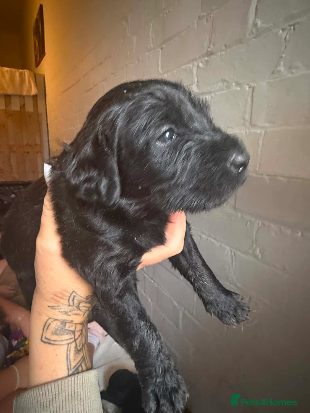 Labradoodle dogs for sale: Beautiful Labradoodle Puppies   in Burton-on-Trent - Advert 10