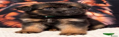 German Shepherd dark green