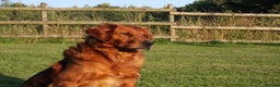 Golden Retriever dogs for stud: FULLY HEALTH TESTED Dark Golden Retriever stud dog in Newark - Advert 9
