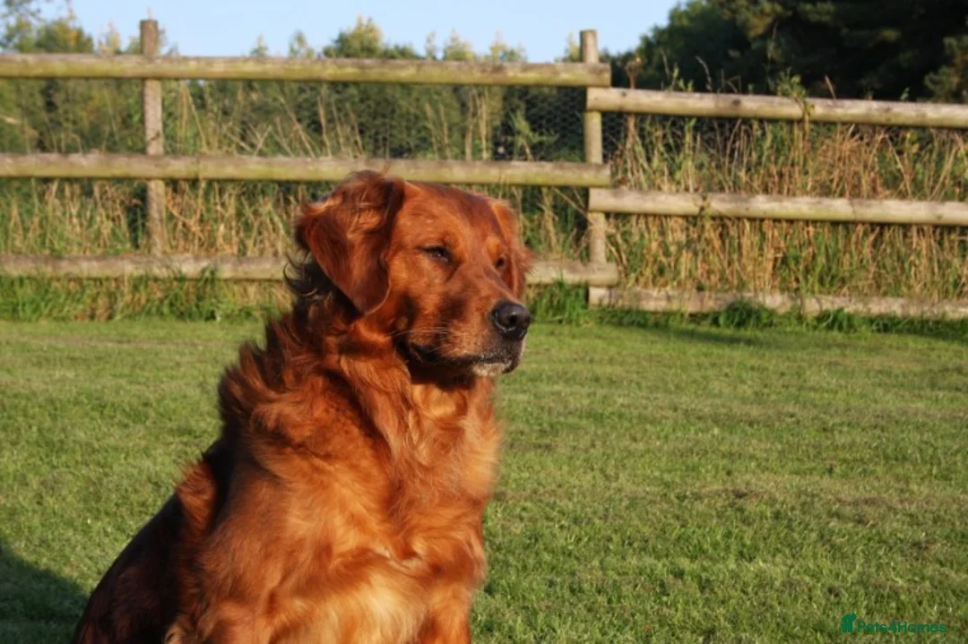 Golden Retriever dogs for stud: FULLY HEALTH TESTED Dark Golden Retriever stud dog in Newark - Advert 9