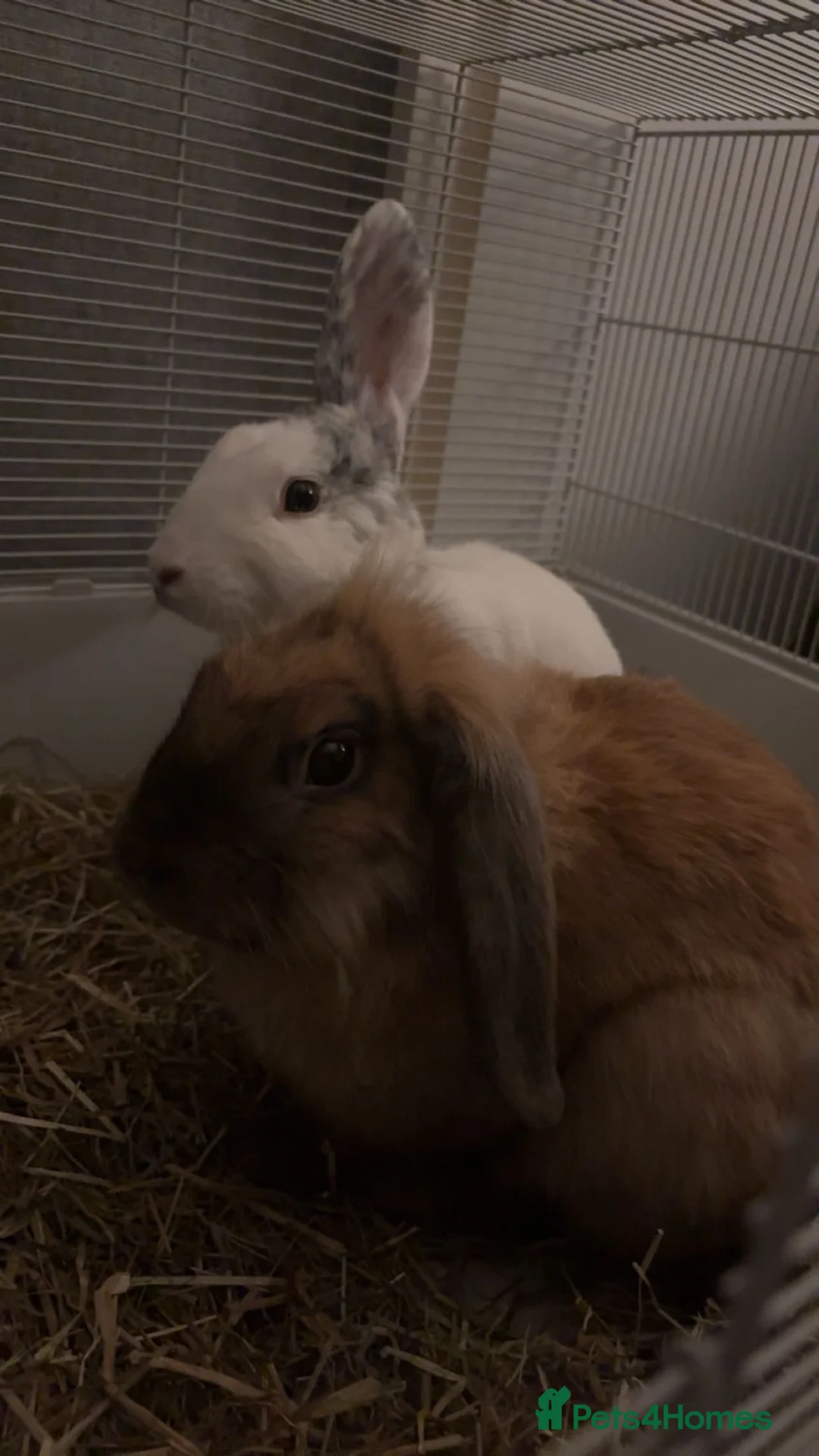Mini Lop rabbits for sale: 2 mini lop rabbits  - Advert 2