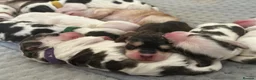 Cocker Spaniel dogs for sale: Stunning KC Show Cocker Spaniel Sable Puppies.  - Advert 4