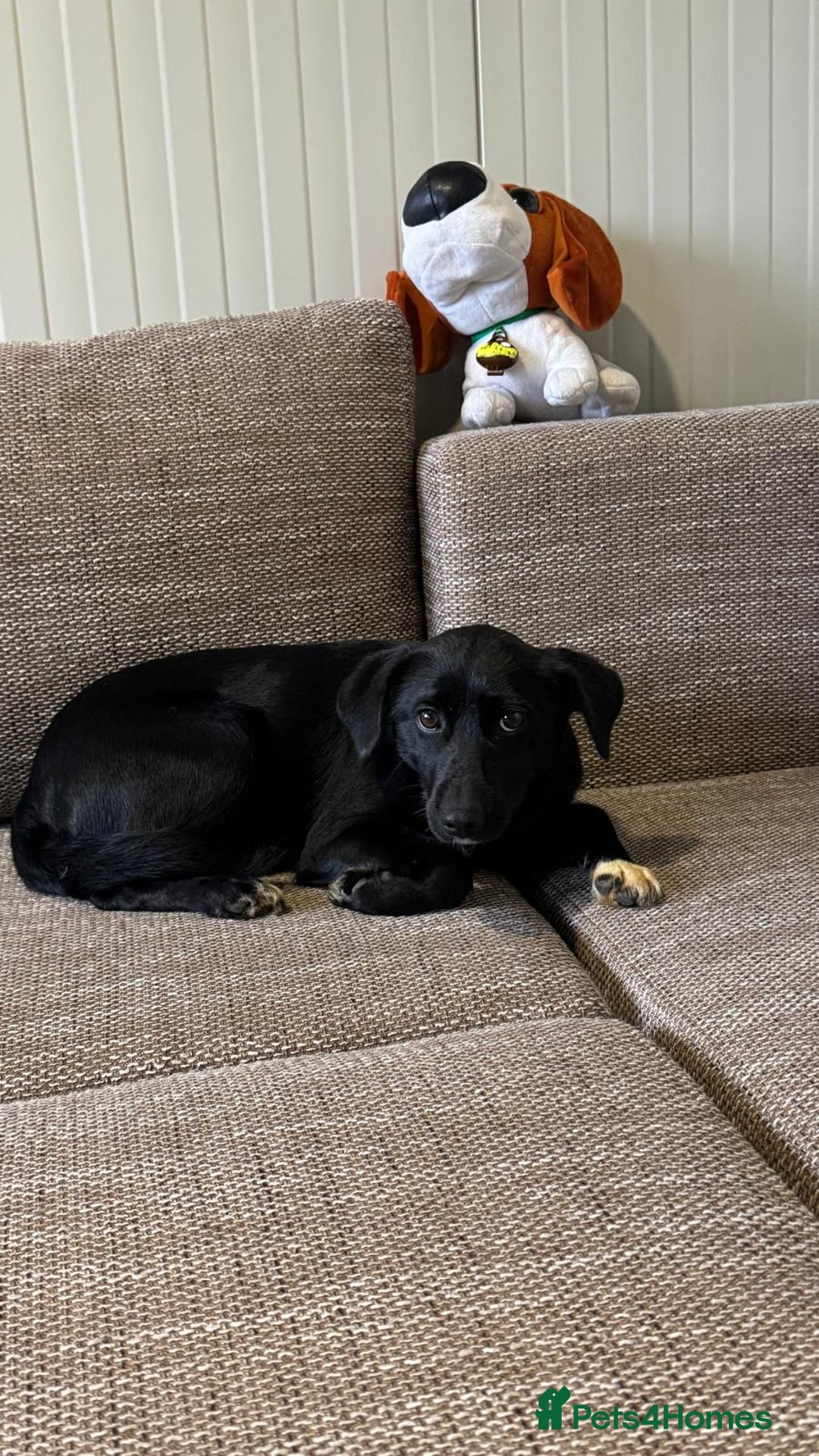 Mixed Breed dogs for adoption: Pretty little Barbie looking for love - Advert 7