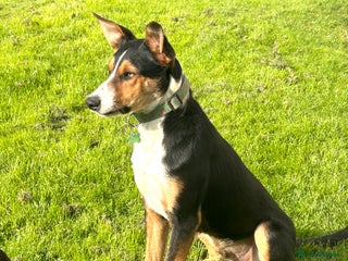 Mixed Breed dogs 9 month old kelpie - Advert 1