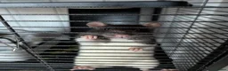 Rat rodents for sale: 3 female rats  - Advert 2