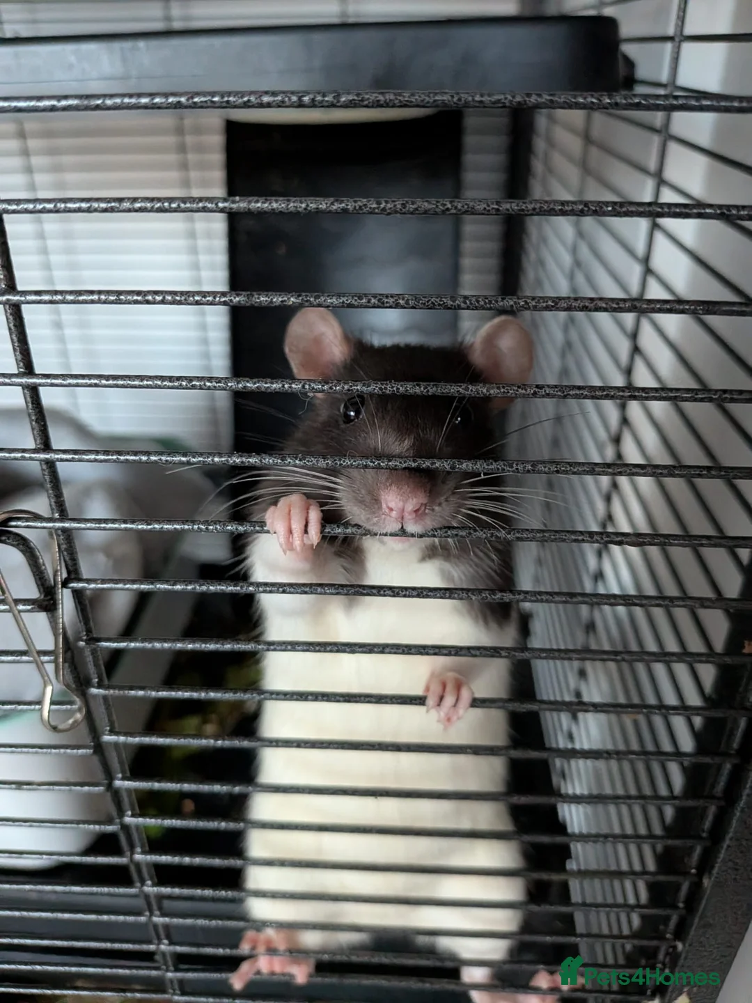 Rat rodents for sale: 3 female rats  - Advert 2