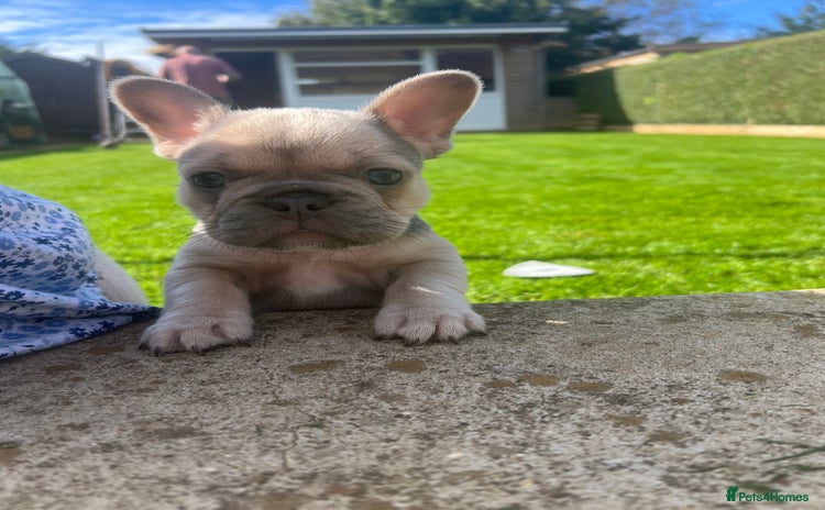French Bulldog dogs - Advert 14