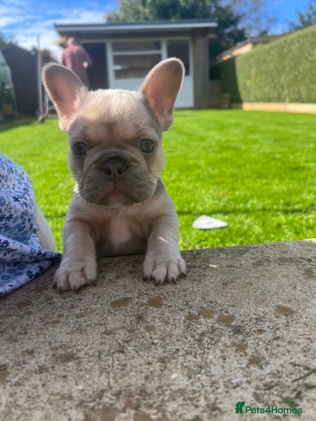 French Bulldog dogs for sale:  frenchies puppies  - Image 1
