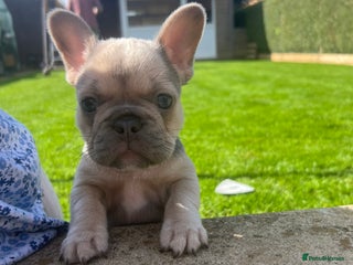 French Bulldog dogs - Advert 24