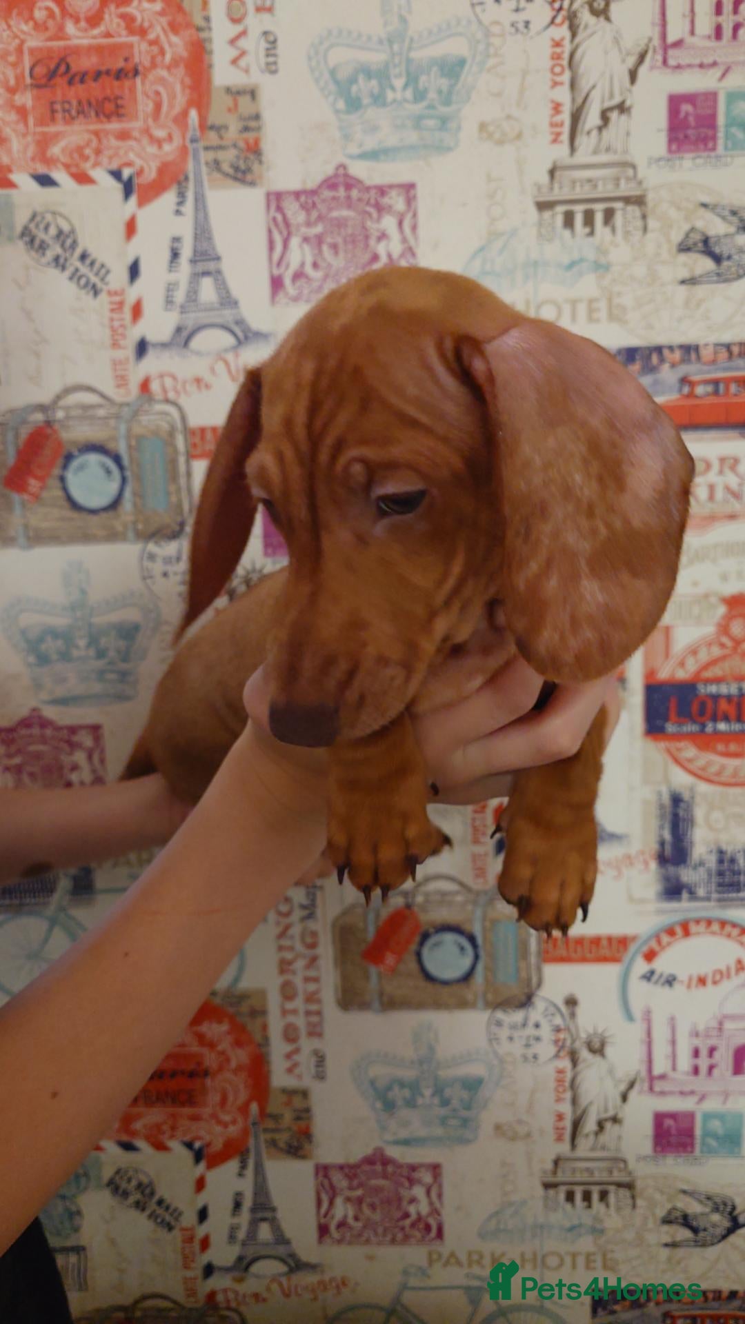 Miniature Dachshund dogs Beautiful Miniature Puppy Dachsung  - Advert 1
