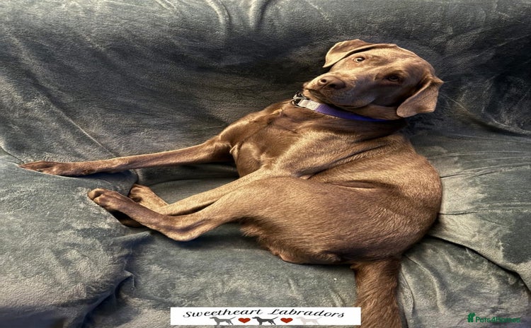 Labrador Retriever dogs - Advert 15
