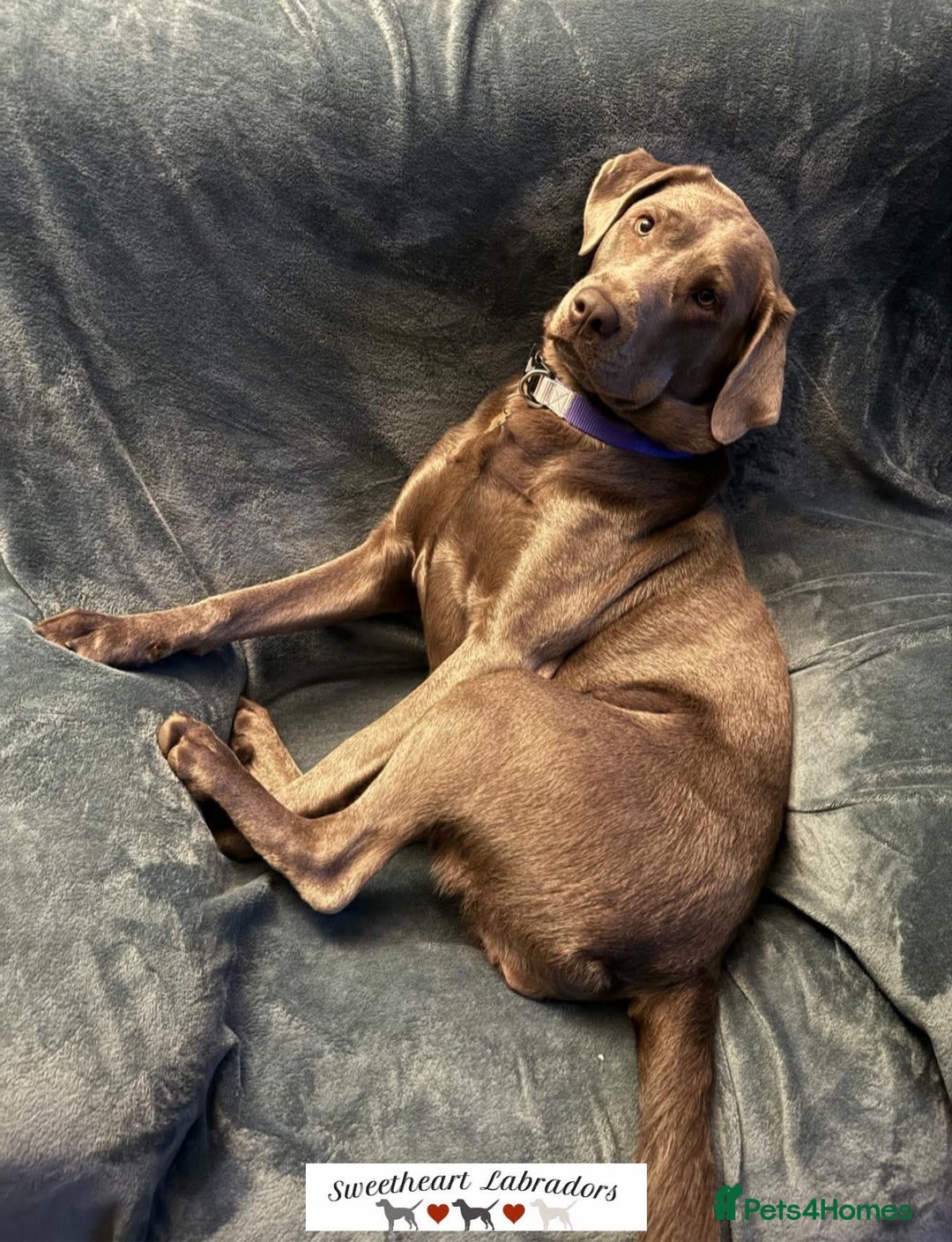 Labrador Retriever dogs for sale: Silver Sweetheart for adoption  - Image 1