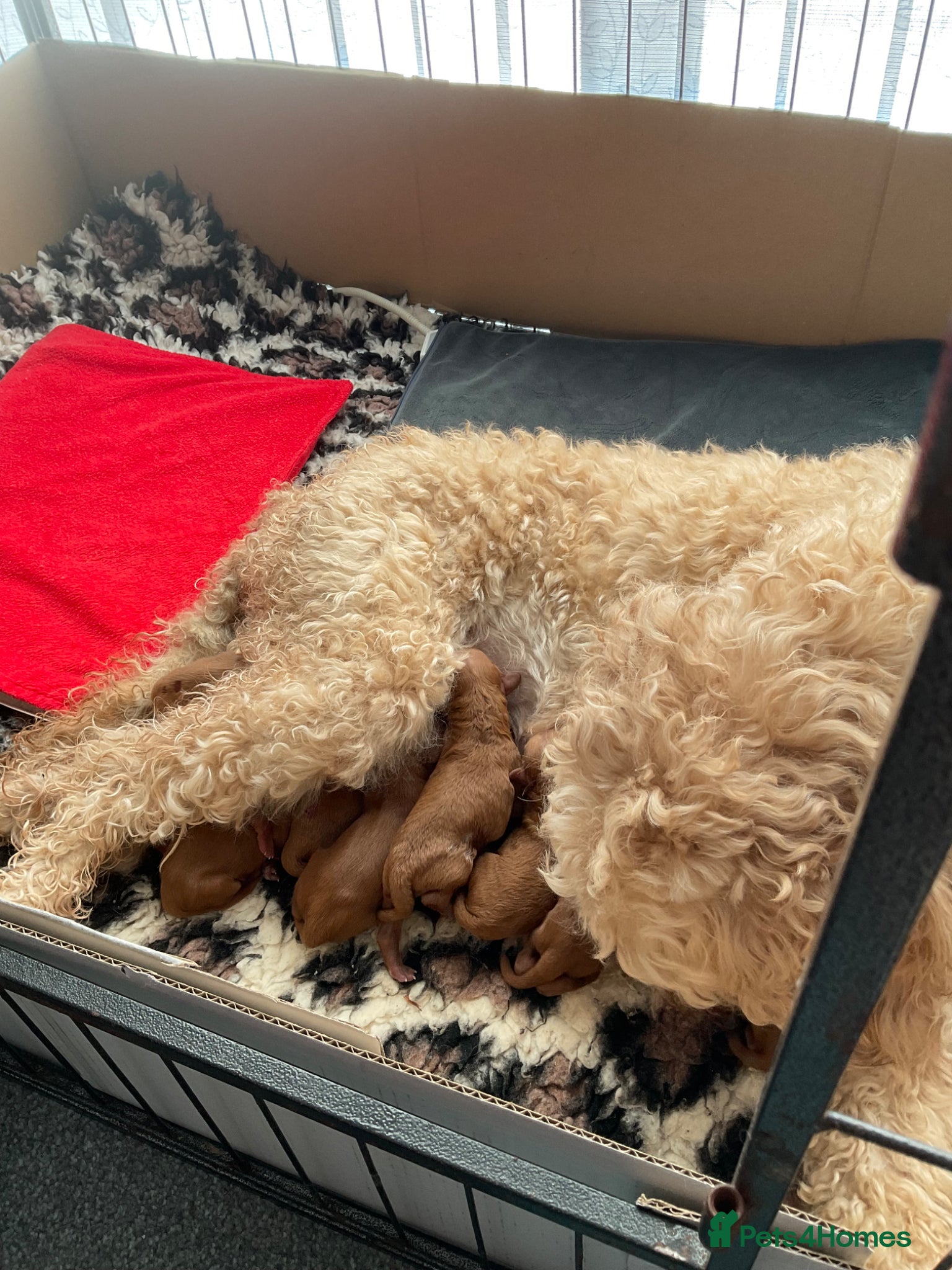Mini Goldendoodle dogs for sale: 🌟Gorgeous Mini Goldendoodles🌟 - Advert 1