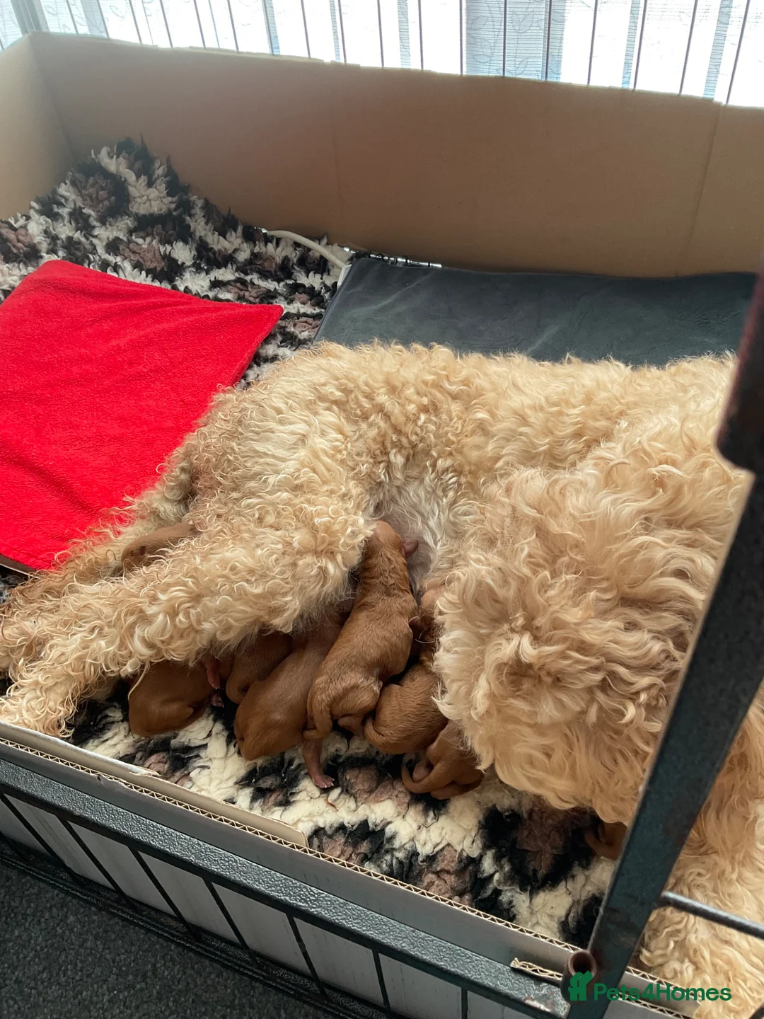 Mini Goldendoodle dogs for sale: 🌟Gorgeous Mini Goldendoodles🌟 - Advert 1