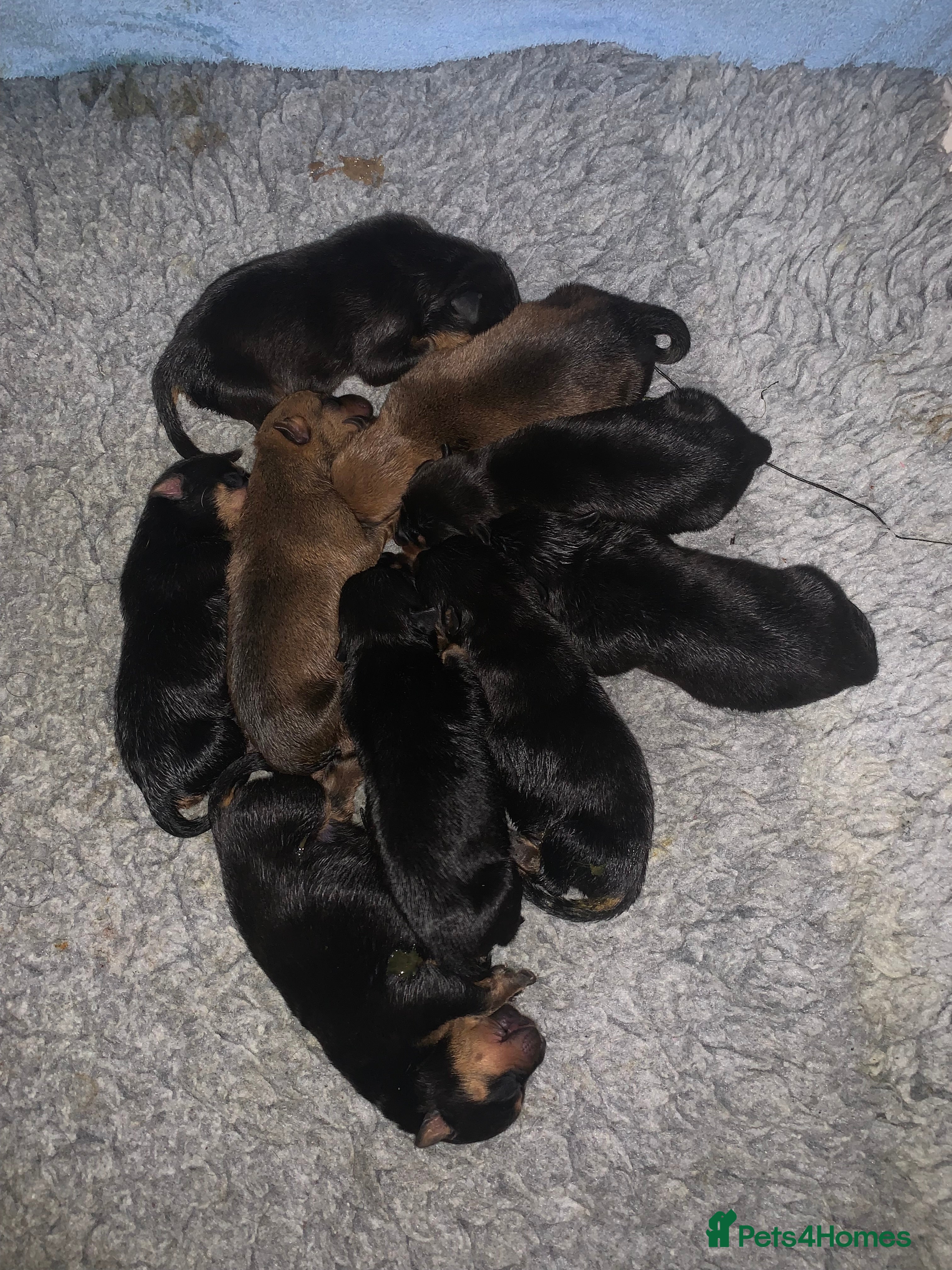 Mixed Breed dogs Rottweiler x American bull staffie - Advert 1