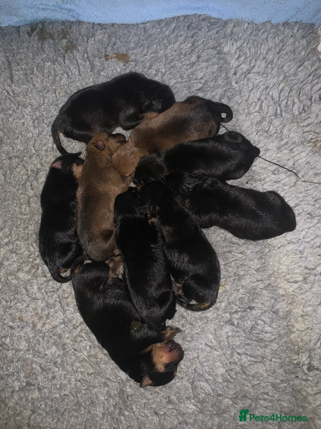 Mixed Breed dogs for sale: Rottweiler x American bull staffie - Advert 1