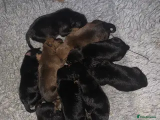 Mixed Breed dogs Rottweiler x American bull staffie - Advert 2