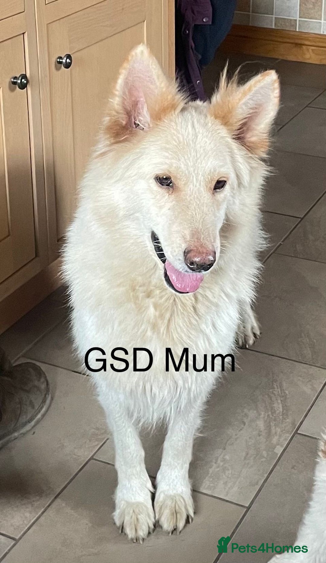 German Shepherd dogs for sale: Blue sable German shepherds  - Image 1