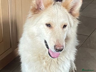 German Shepherd dogs - Advert 12