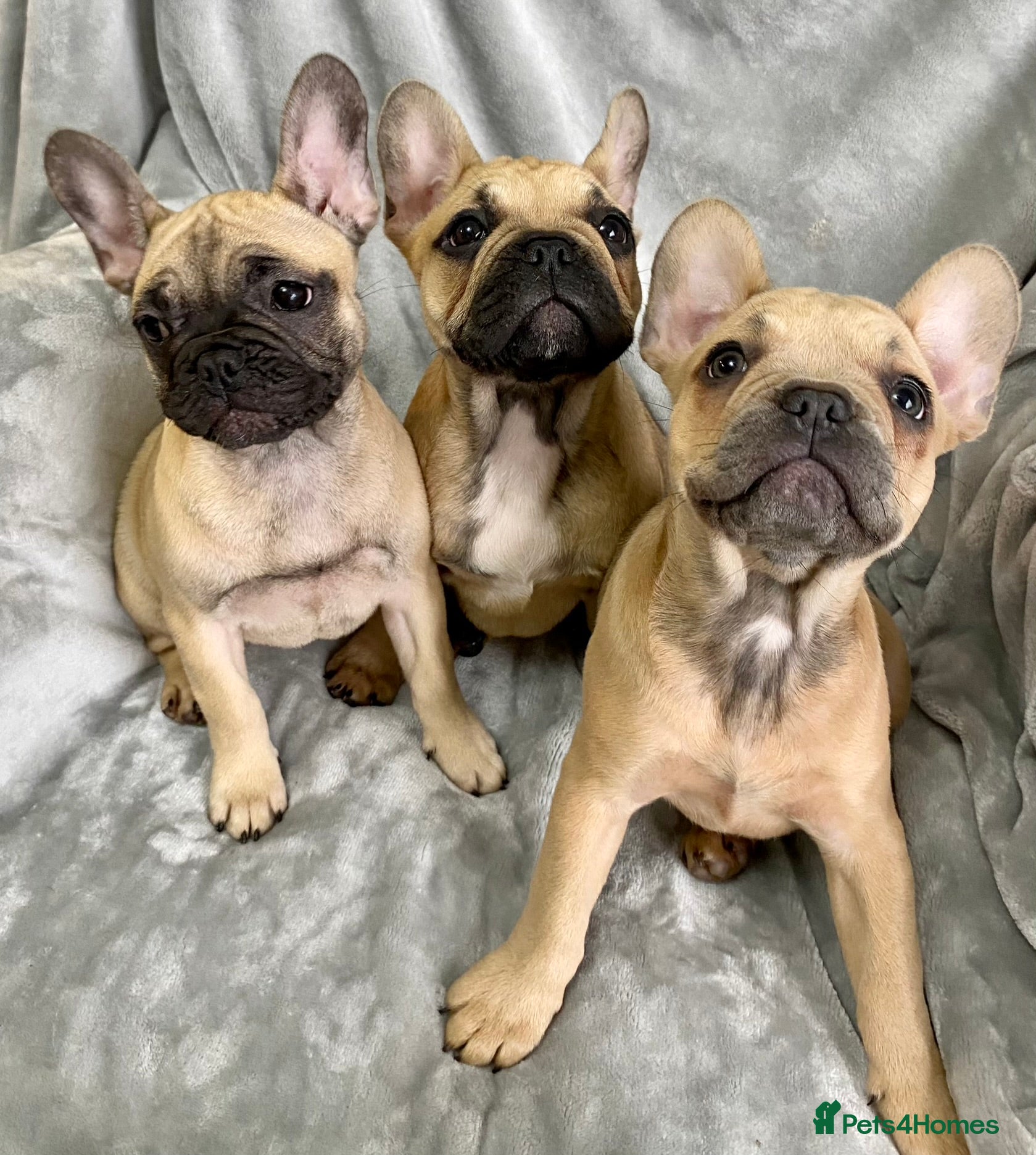 French Bulldog dogs 3 Stunning KC Registered French Bulldog Girls - Advert 6