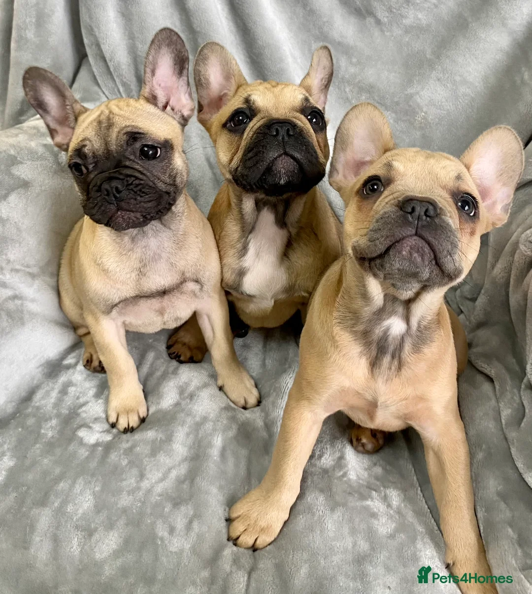 French Bulldog dogs for sale: Last 1! Stunning KC Registered French Bulldog Girl - Advert 1