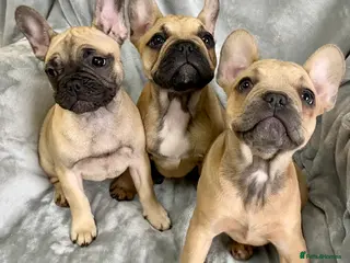 French Bulldog dogs 3 Stunning KC Registered French Bulldog Girls - Advert 6