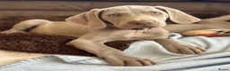 Weimaraner dogs for sale: 🐾Ready Now KC REG SILVER WEIMARANER PUPPIES 🐾 - Advert 14