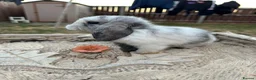 Mini Lop rabbits for sale: Mini lop bunny’s for sale  - Advert 4