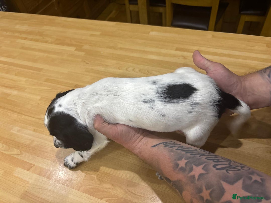 English Springer Spaniel dogs for sale: 🐾 Pedigree English Springer Spaniel Puppies 🐾 - Image 12