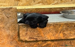 Labrador Retriever dogs for sale: Black labrador puppys - Advert 8