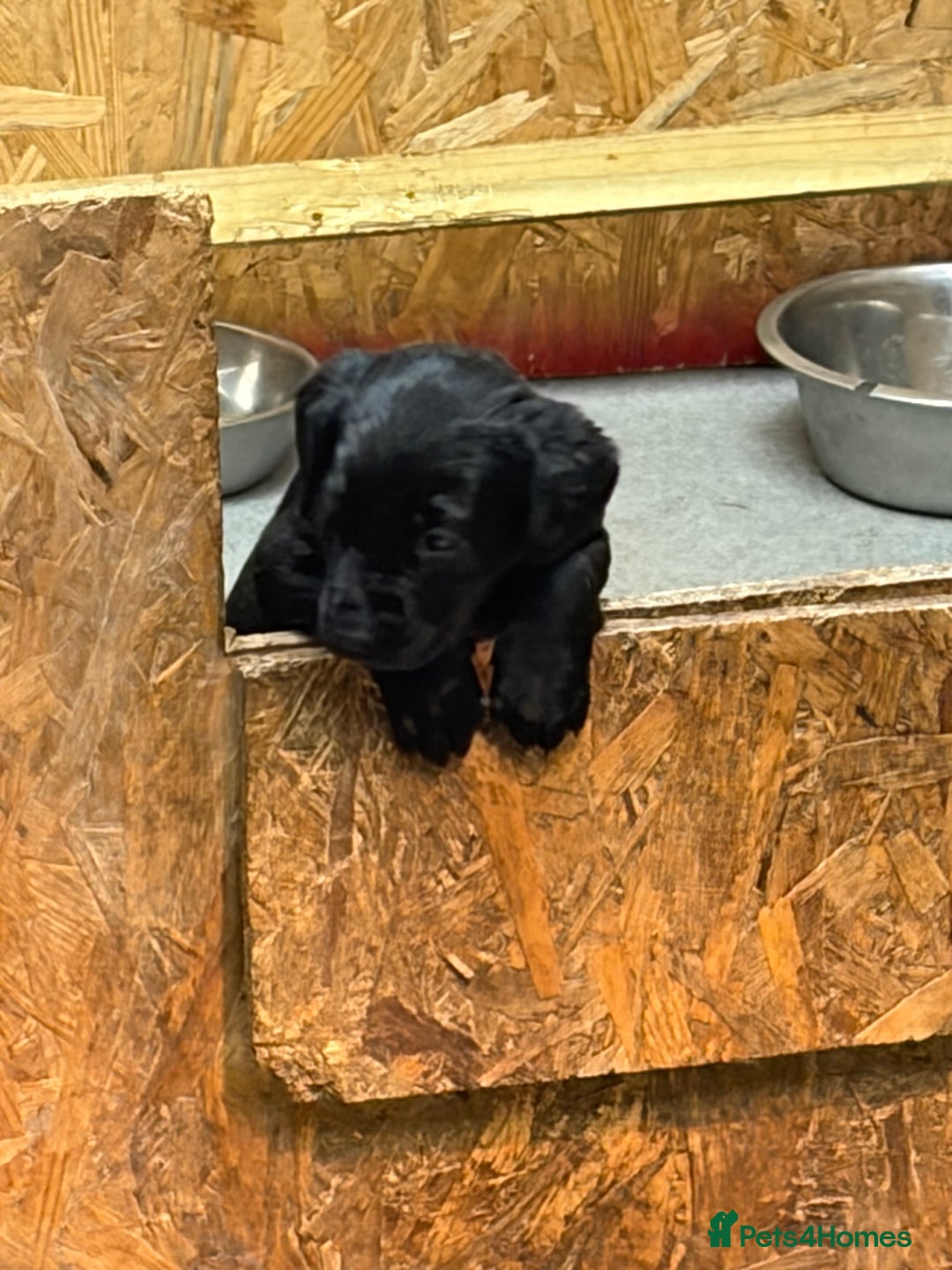 Labrador Retriever dogs for sale: Black labrador puppys - Advert 8