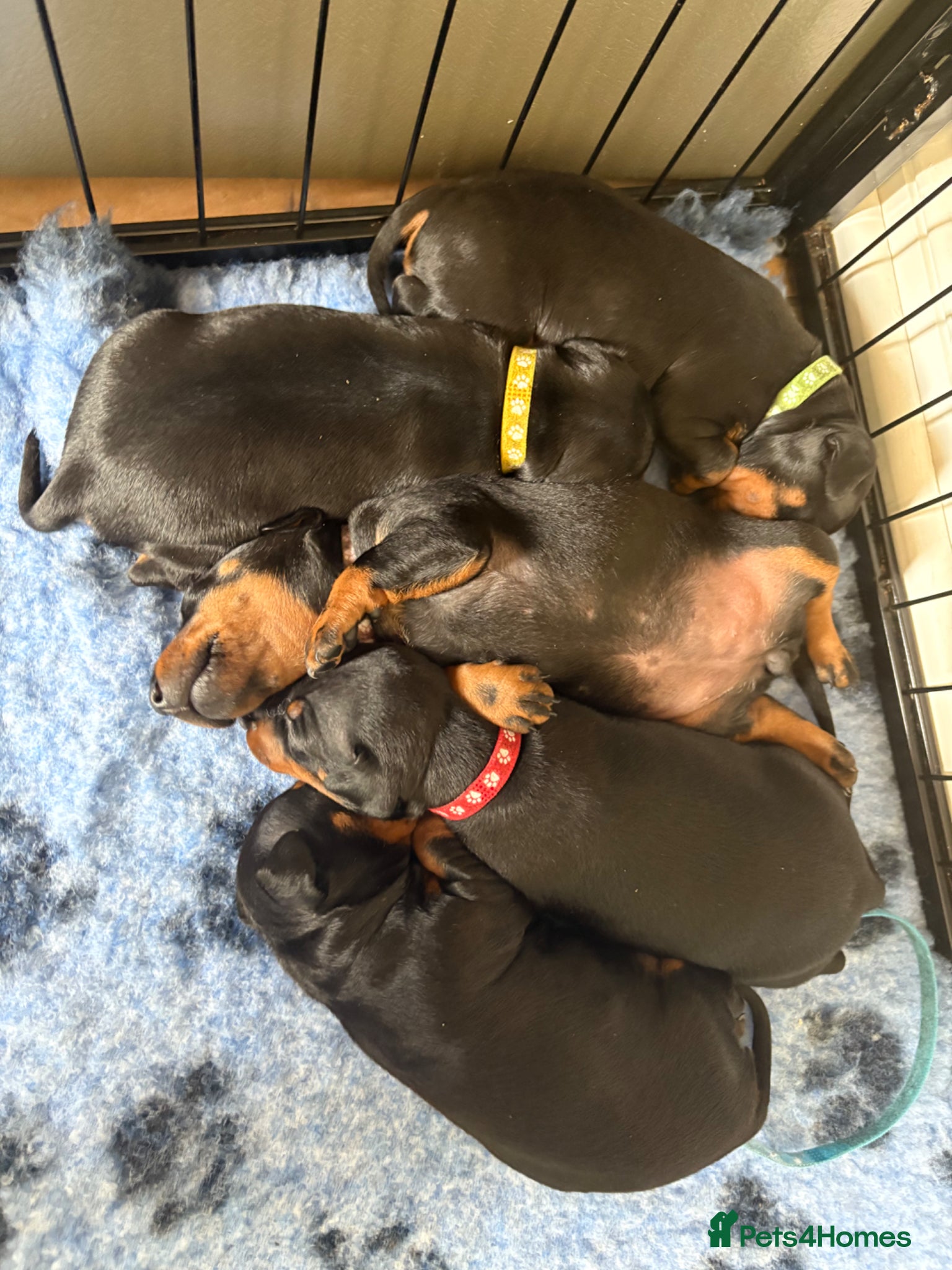 Manchester Terrier dogs Manchester terrier puppies  - Advert 1