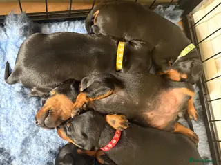 Manchester Terrier dogs Manchester terrier puppies - Advert 1