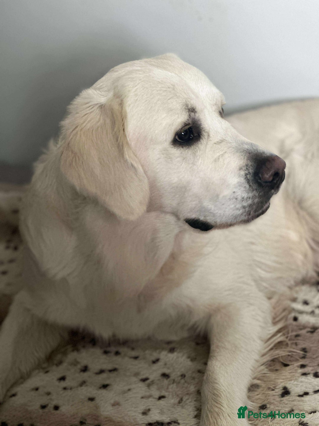 Golden Retriever dogs for stud: KC DNA tested white Boy avialable for Stud - Advert 5