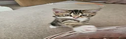 Domestic Shorthair cats for sale: Adorable kittens -Hayling island  - Advert 23
