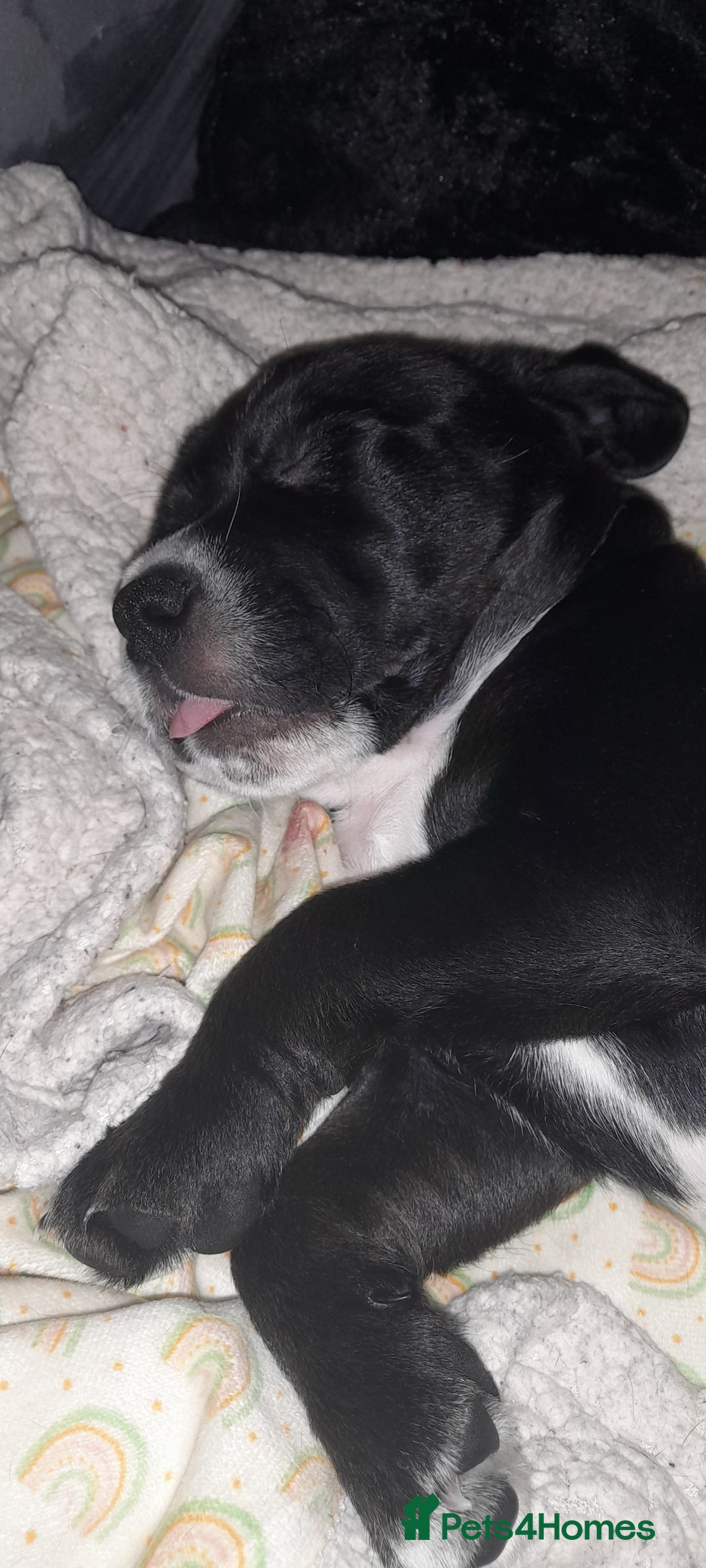 Mixed Breed dogs for sale: Staffy x Cocker Spaniel  - Advert 2