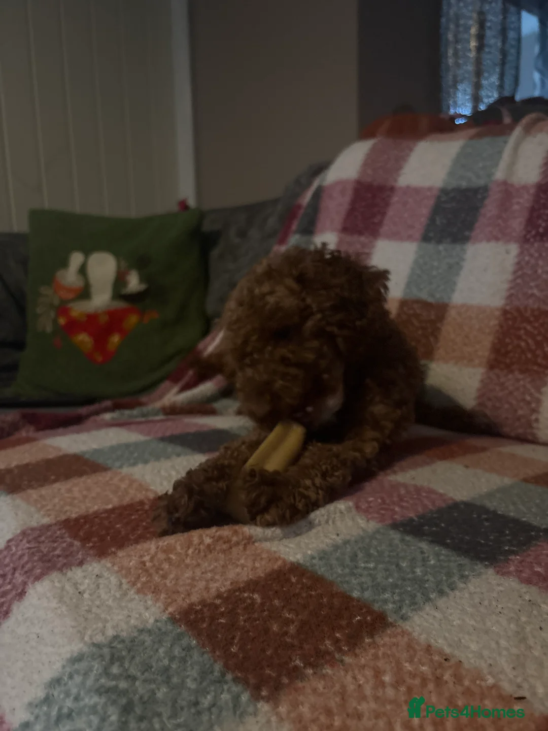 Cockapoo dogs for sale: Clementine  - Advert 1