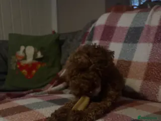 Cockapoo dogs Clementine - Advert 5