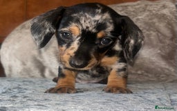 Miniature Dachshund dogs for sale: READY TO LEAVE BLACK/TAN MINIATURE DACHSHUND KC  - Image 12
