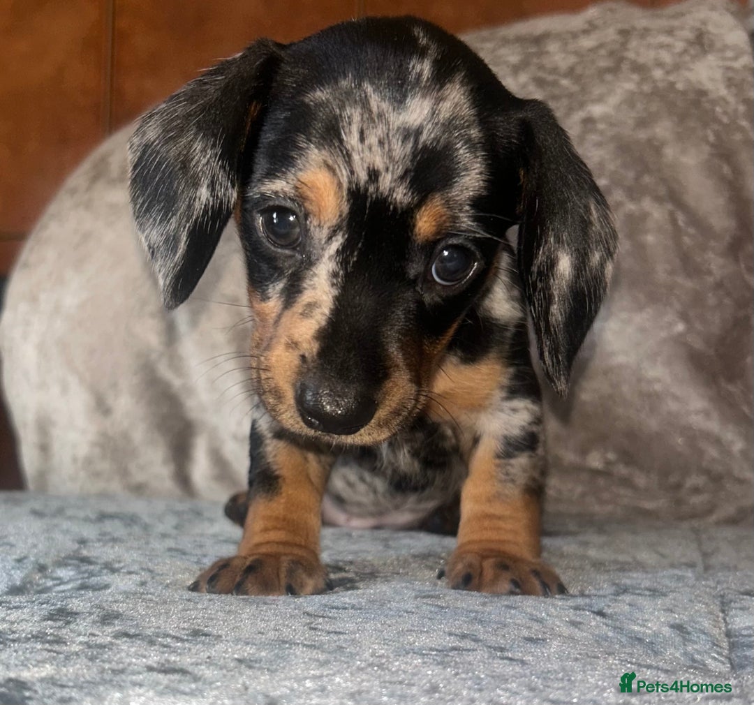 Miniature Dachshund dogs for sale: READY TO LEAVE BLACK/TAN MINIATURE DACHSHUND KC  - Image 12