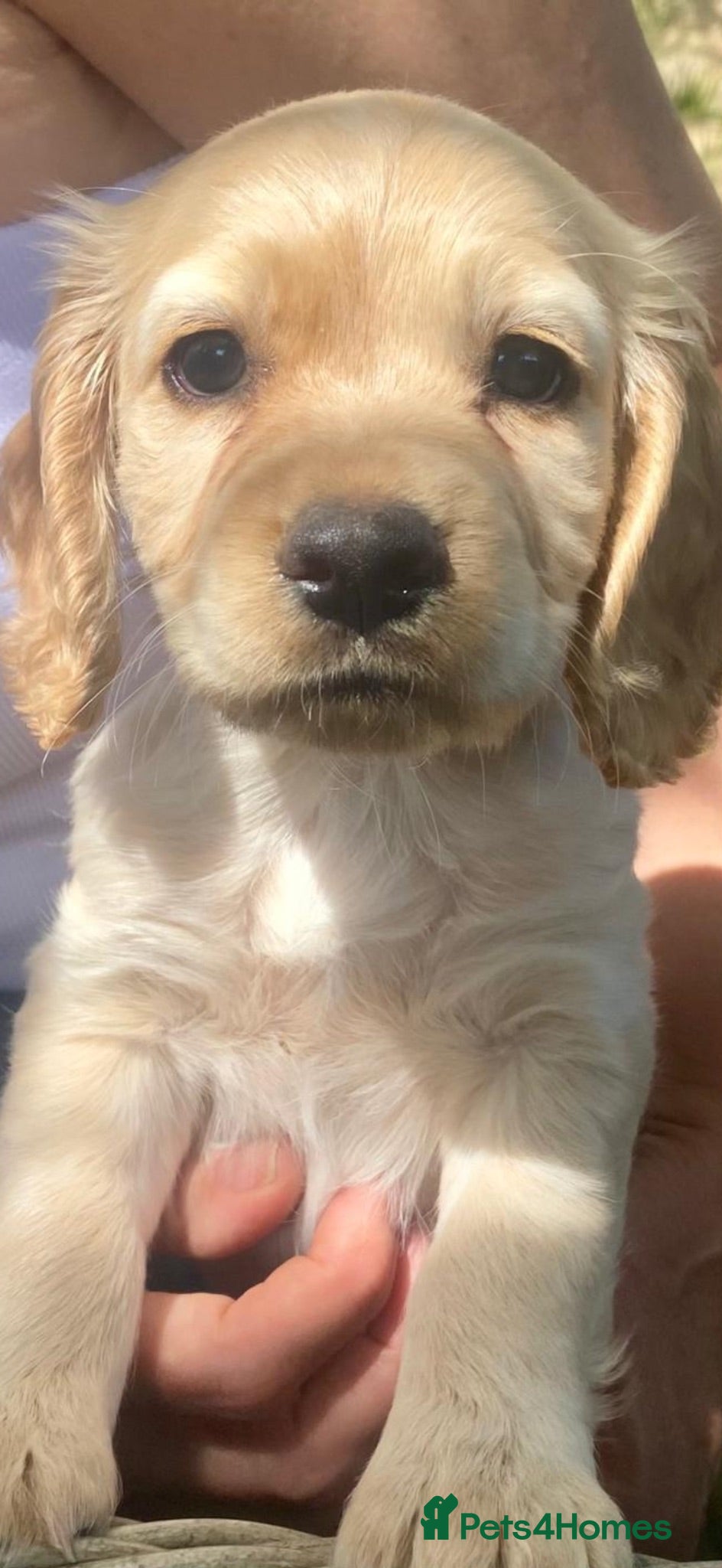 Cocker Spaniel dogs WC Spaniels  - Advert 2