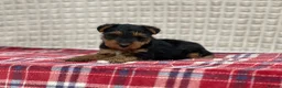 Welsh Terrier dogs for sale: BEAUTIFUL WELSH TERRIER PUPPIES  - Advert 8