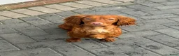 Cockapoo dogs for sale: Stunning Deep Red Cockapoo Puppies - Advert 11