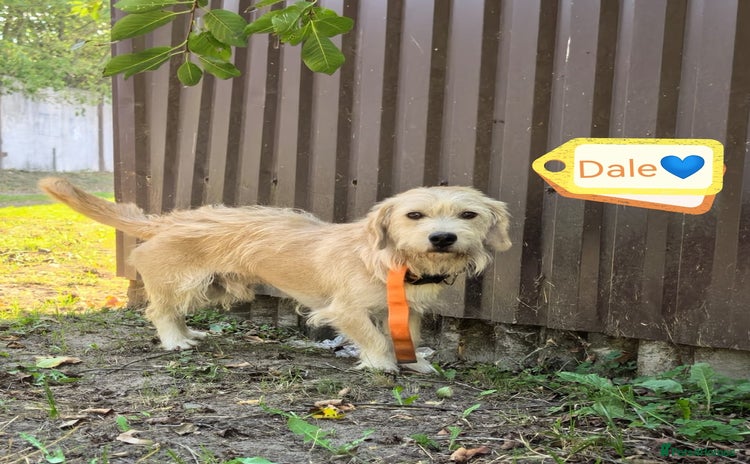 Mixed Breed dogs - Advert 3