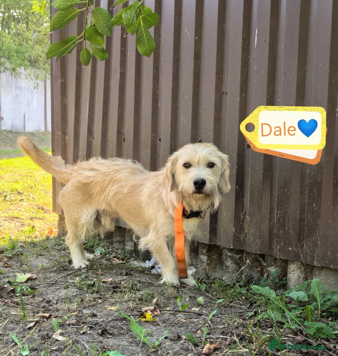 Mixed Breed dogs for adoption: 💙🐶 DALE 🐶💙 - Image 1