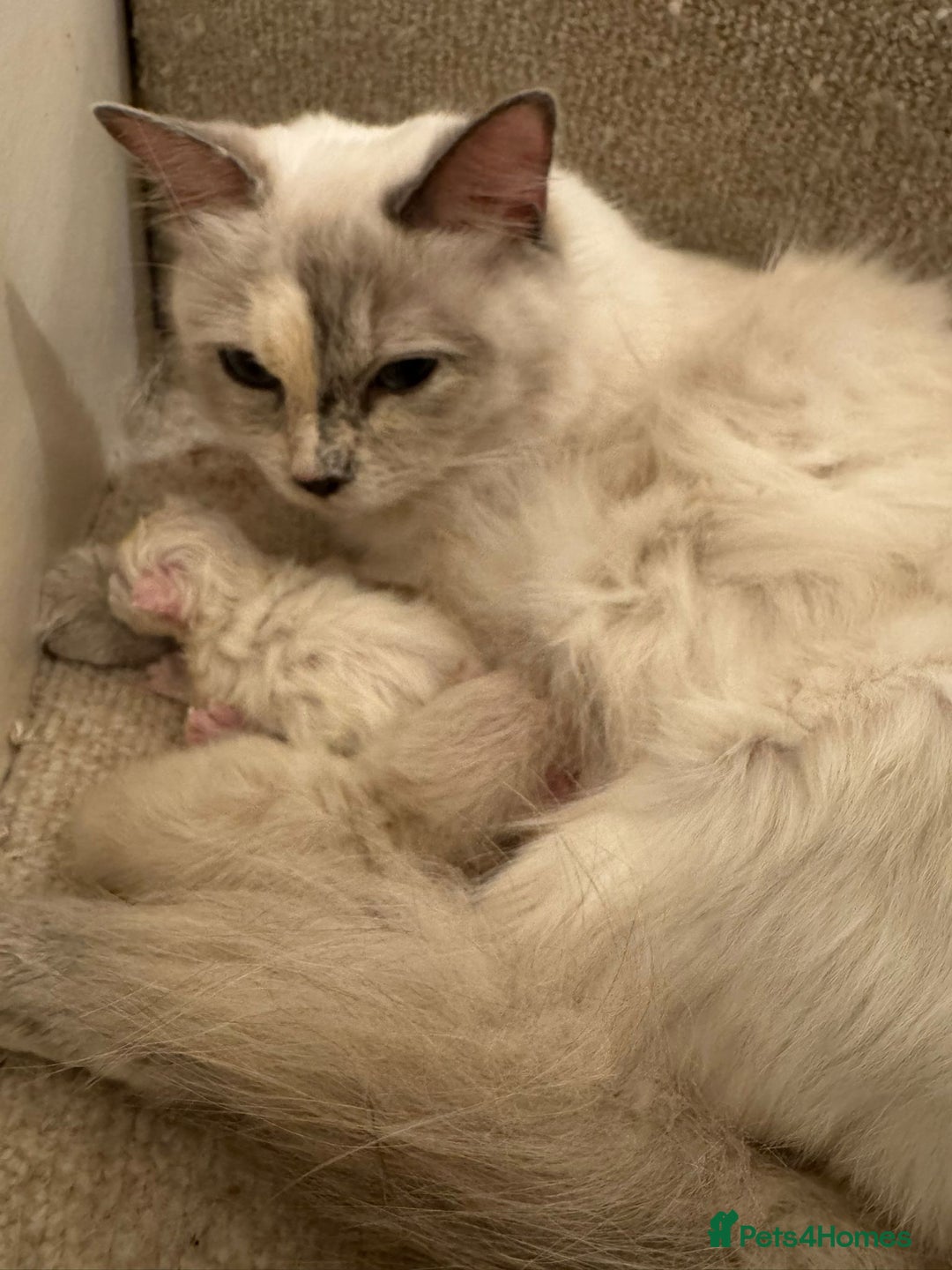 Ragdoll cats for sale: Purebred Ragdolls for sale - Advert 4