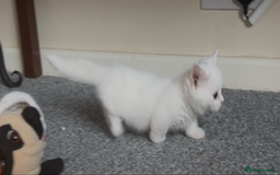 Munchkin cats for sale: Beautiful Munchkins Kittens  - Image 4