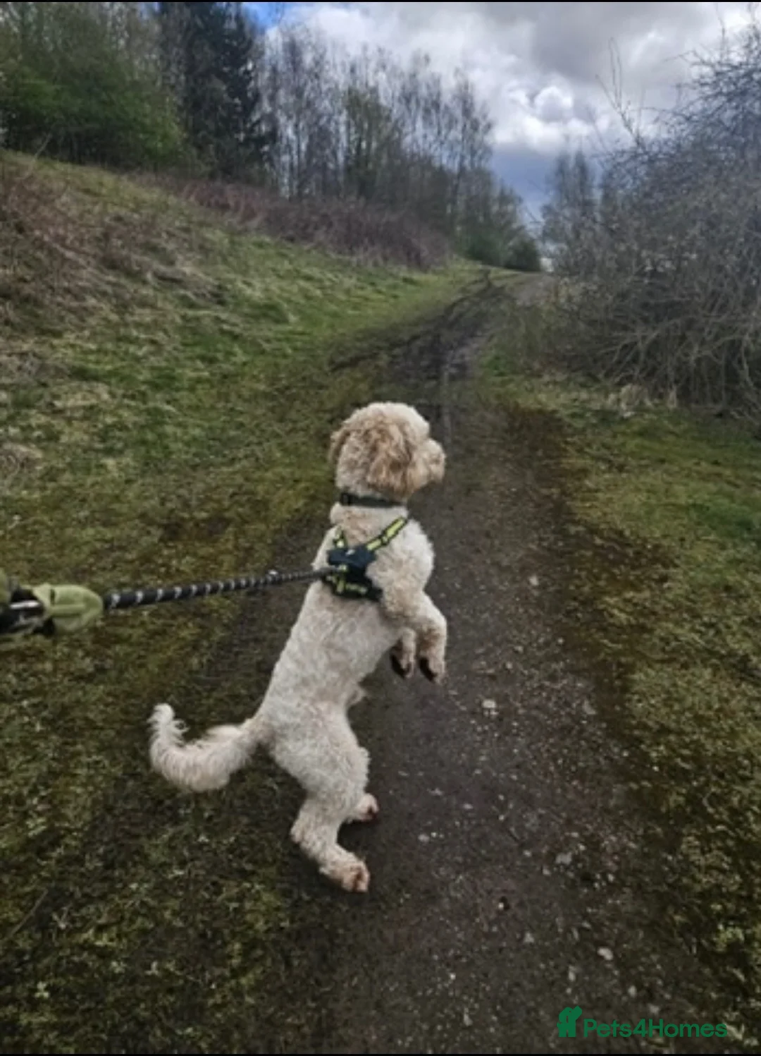 Cockapoo dogs for stud: F1 Cockapoo For Stud in Motherwell - Advert 12