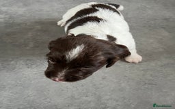 English Springer Spaniel dogs for sale: KC English springer spaniel puppies  - Image 24